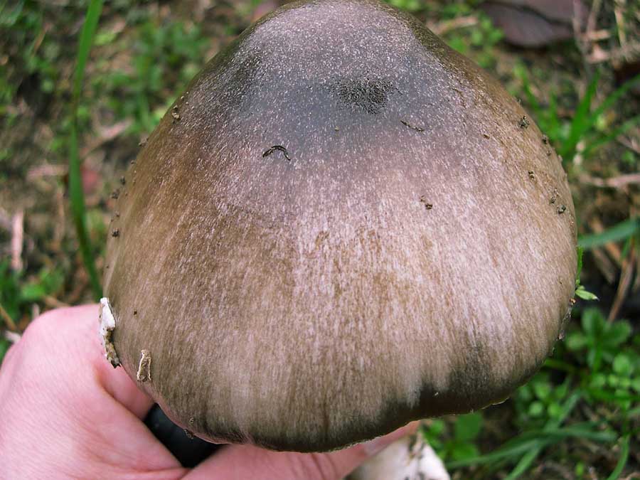 Volvariella speciosa variet glojocephala.